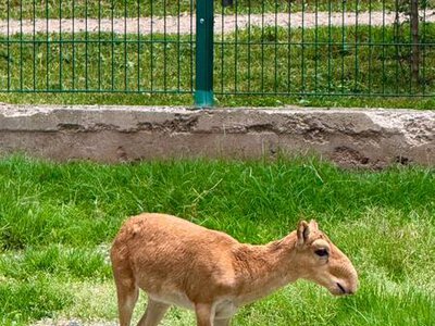 В Алматинском зоопарке родились детёныши сайгака