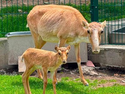  Два детёныша редкого сайгака родились в зоопарке в Алматы 