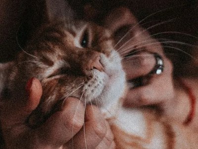 Як спілкуватися з котом: вчені розкрили простий трюк