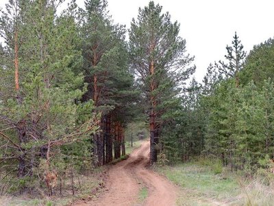 В Карагандинской области временно запретили посещение лесов из-за высокой пожарной опасности