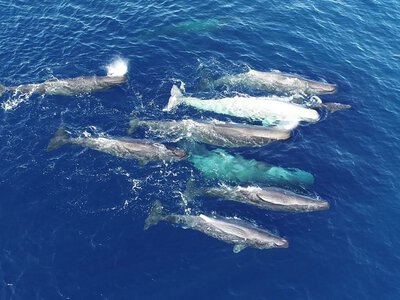 Происходит культурная эволюция китов: в Средиземном море зафиксировали нечто необычное (фото)