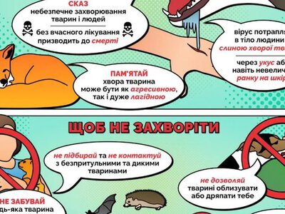 Как распознать бешенство у животных и защитить ребенка