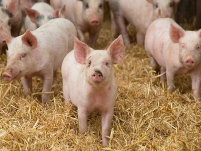  Агрохолдинг KSG Agro инвестирует 25 млн грн в собственные источники водоснабжения для свинокомплекса 