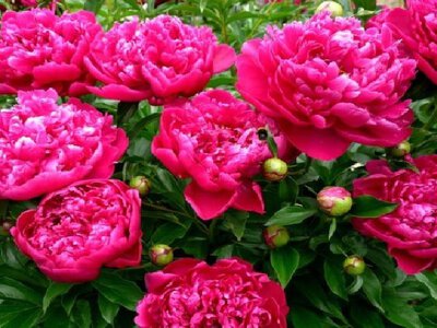 Не зрізайте кущі півоніїї одразу після цвітіння: корисні поради