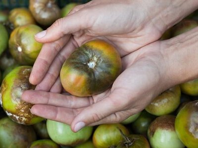 Як врятувати помідори від фітофторозу: секрет врожаю до осені