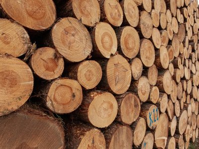 Больше древесины для фронта и экономики: Кабмин изменил правила вырубки лесов