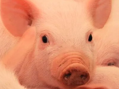 Один из крупнейших производителей свинины в Украине вкладывает 25 млн грн в водоснабжение