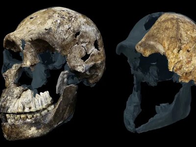 Скелеты людей, живших 300 000 лет назад, принадлежат только женщинам (фото)