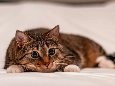 Почему коты идут спать в постель к человеку – объяснение зоопсихологов (Видео)