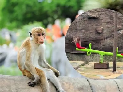 Це була гойдалка для двох: кмітлива мавпа розвеселила мережу розвагою на дитячому майданчику