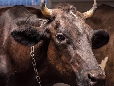 Стан тваринництва на Запоріжжі: оперативна інформація