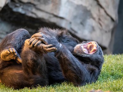 Смех не менялся последние миллионы лет: все это время люди и обезьяны хихикали одинаково (видео)