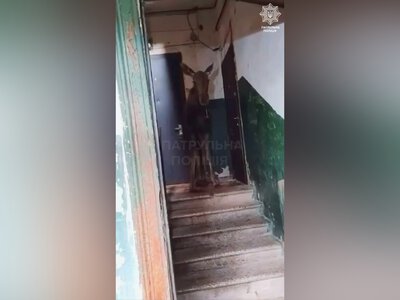 В подъезде киевской многоэтажки обнаружили лося: что случилось с животным (видео)