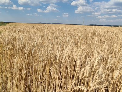 Уборочная кампания в Крыму застопорилась – эксперт