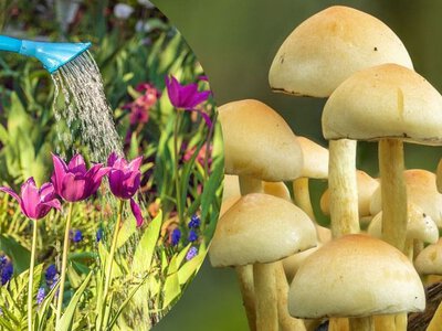 Добавьте в воду всего один ингредиент, чтобы спасти растения от жары