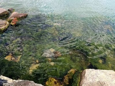 Белый налет на камнях: что обнаружили на пляже «Черноморка» и возле яхт-клуба «Совиньон»