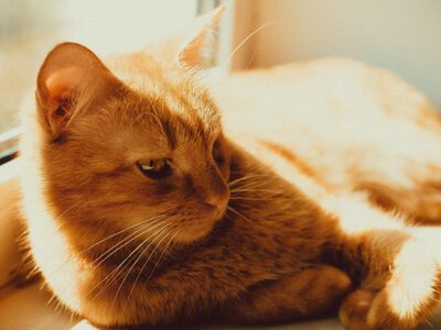 Выжил в аду: кот, сбежавший из горящей под обстрелом ветклиники, самостоятельно нашел путь домой (фото) (Видео)