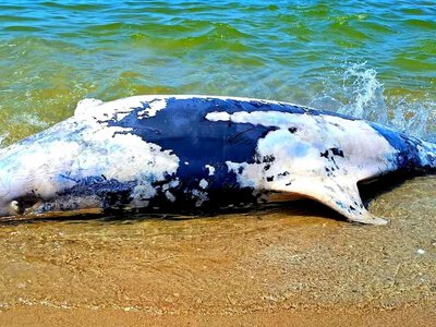 55 дельфинов в месяц: что на самом деле происходит в Черном море в разгар сезона