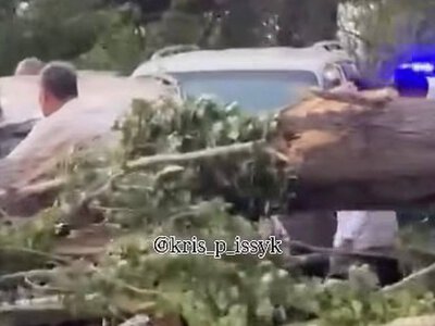  Четыре человека пострадали из-за упавшего дерева в Алматинской области 