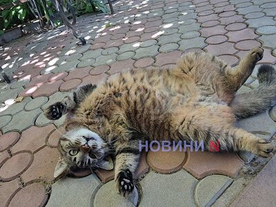 Синоптики рассказали, какой будет погода в Николаеве и области 28 июня