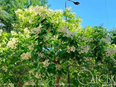 Жара усилится: какой будет погода в Одессе 26 июня