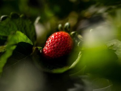Як самостійно виростити полуницю з куплених ягід, смак яких вам сподобався