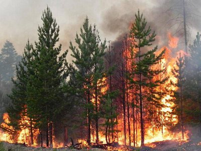  Грозы вызвали серию лесных пожаров в Казахстане 