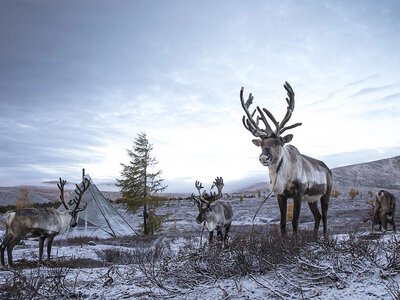 Ветровые турбины вынуждают стада северных оленей уходить в вечную мерзлоту