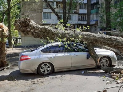  На автомобиль упало дерево: как действовать и получить компенсацию 