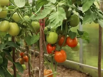 Підживлення томатів у липні: поради для щедрого врожаю