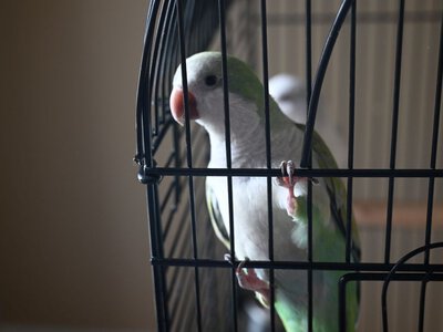 Не у окна и не на кухне: где лучше всего поставить клетку с попугаем