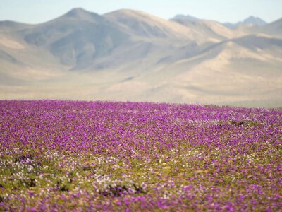 Как самая засушливая пустыня в мире может превратиться в настоящий цветущий сад