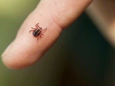  Клещи покусали более 13 тысяч человек в Казахстане 
