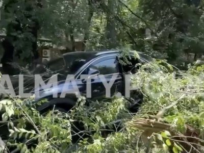  В Алматы массивное дерево рухнуло на автомобиль Lexus 