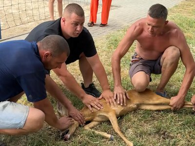 В Измаиле спасли дикую косулю, которая приплыла по Дунаю и застряла на детской площадке