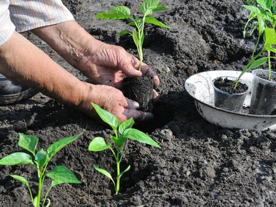 Як висаджувати розсаду перцю у відкритий ґрунт: особливості посадки
