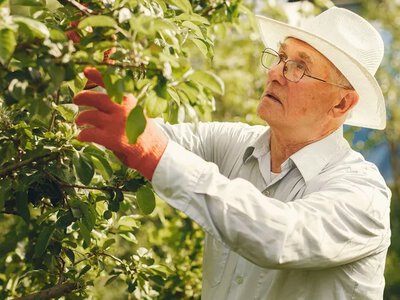 Які плодові дерева треба обрізати у липні: урожай буде кращим