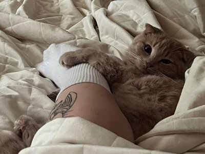 Почему коты обожают спать в ногах хозяев: шесть причин