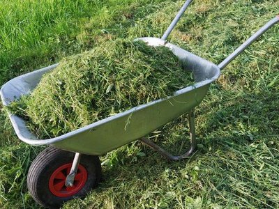 Як використати скошену траву на городі: поради досвідчених господарів