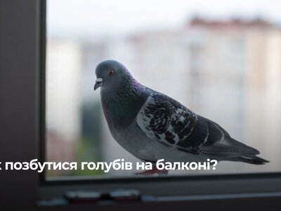 Експерти розповіли, як відвадити птахів від балкона