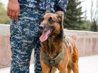 С помощью служебных собак в Павлодарской области раскрыто 129 преступлений