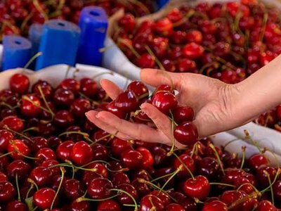  На границе Казахстана обнаружили зараженные сливы и черешню 