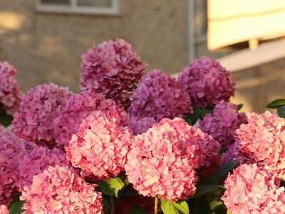 Як захистити гортензію від сонця: простий трюк