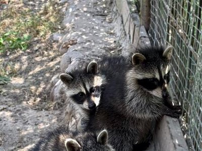 В зоопарке впервые за двадцать лет родились еноты-полоскуны