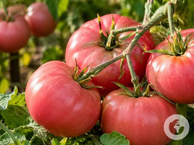 Які шкідники псують помідори: як захистити урожай