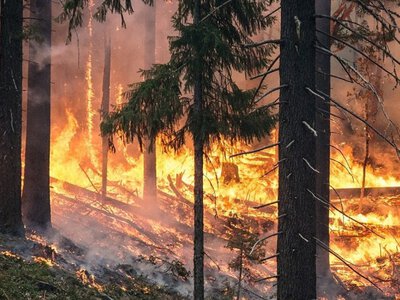  В «Семей орманы» за день вспыхнули сразу четыре лесных пожара 