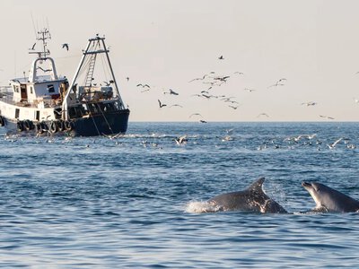 Ведут себя как пираты: последние дельфины Адриатического моря преследуют суда, чтобы выжить (видео)