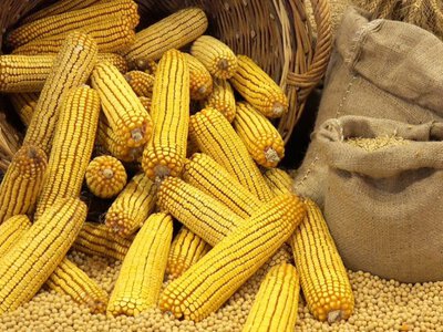Украина экспортировала 21 млн тонн кукурузы в 2025/2026 МГ