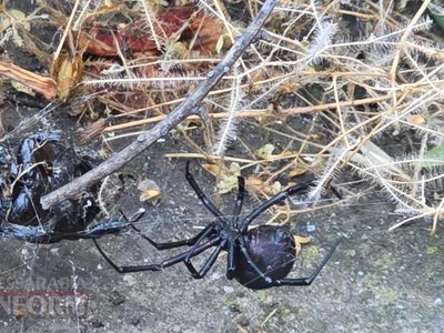 Ядовитая угроза во дворах Килии: в частном секторе обнаружили опасных каракуртов