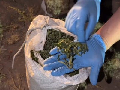  Более 1,2 тонны каннабиса нашли в степи Алматинской области 